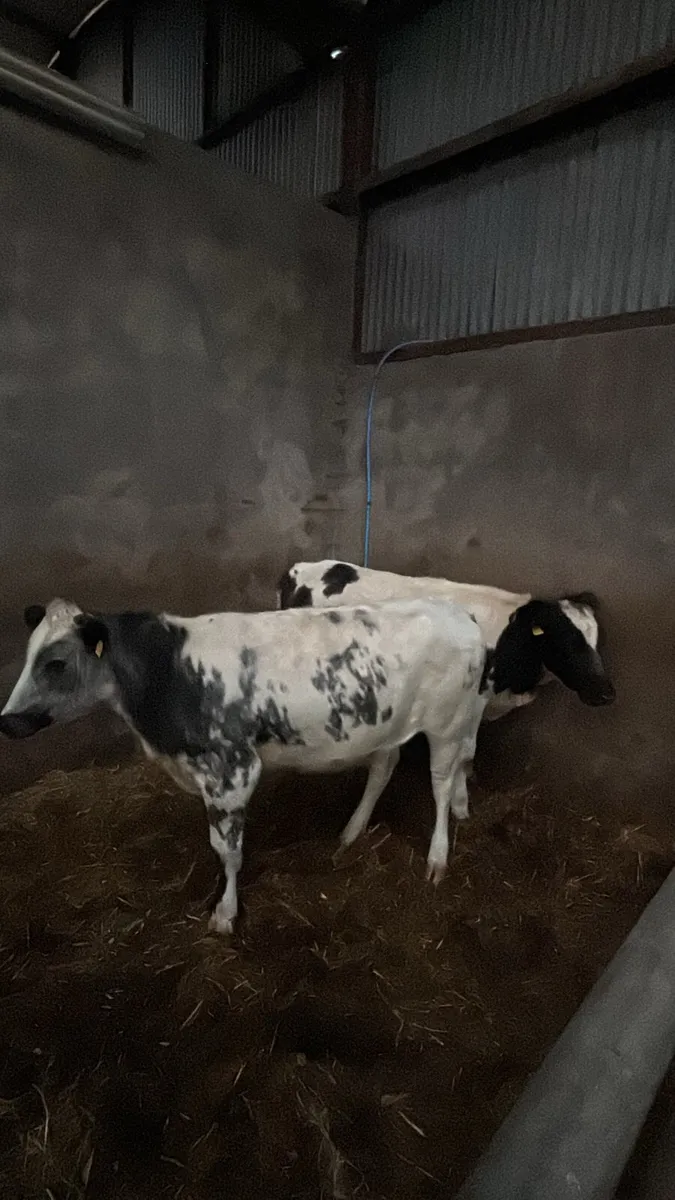 Belgium blue heifers - Image 1