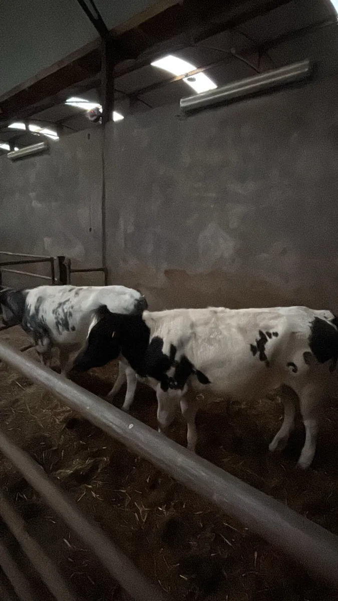 Belgium blue heifers - Image 2
