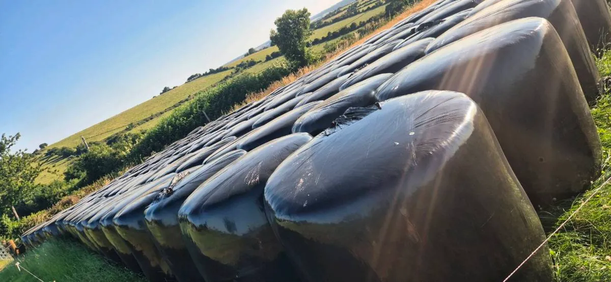 Excellent quality silage bales - Image 1