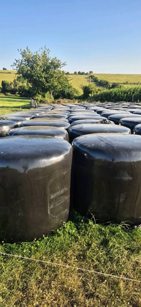 Excellent quality silage bales - Image 2
