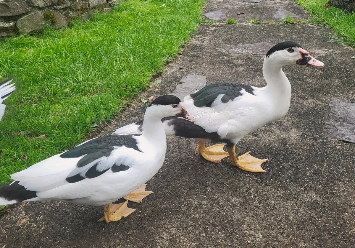 Pair of Muscovy ducks - Image 3