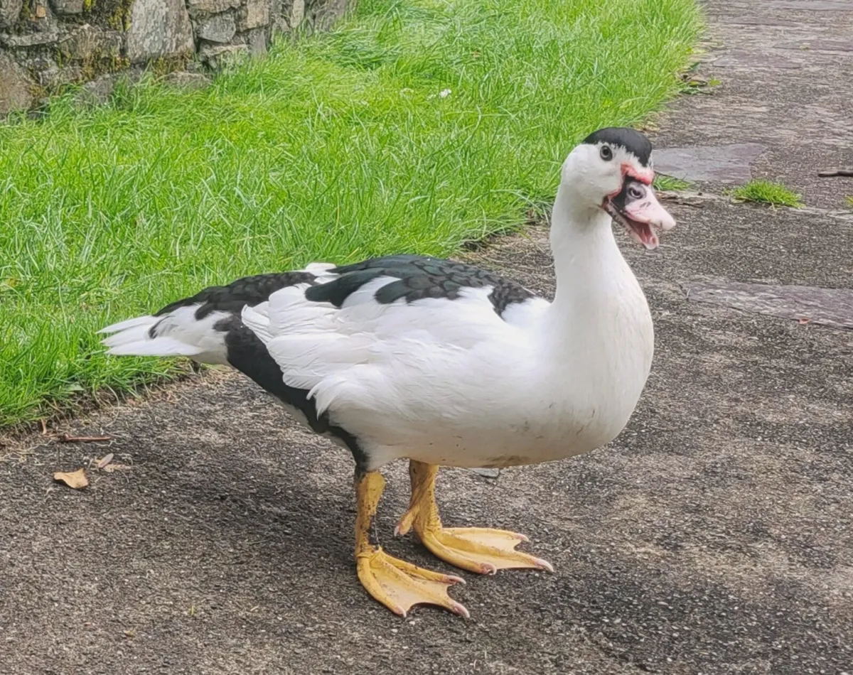 Pair of Muscovy ducks - Image 1