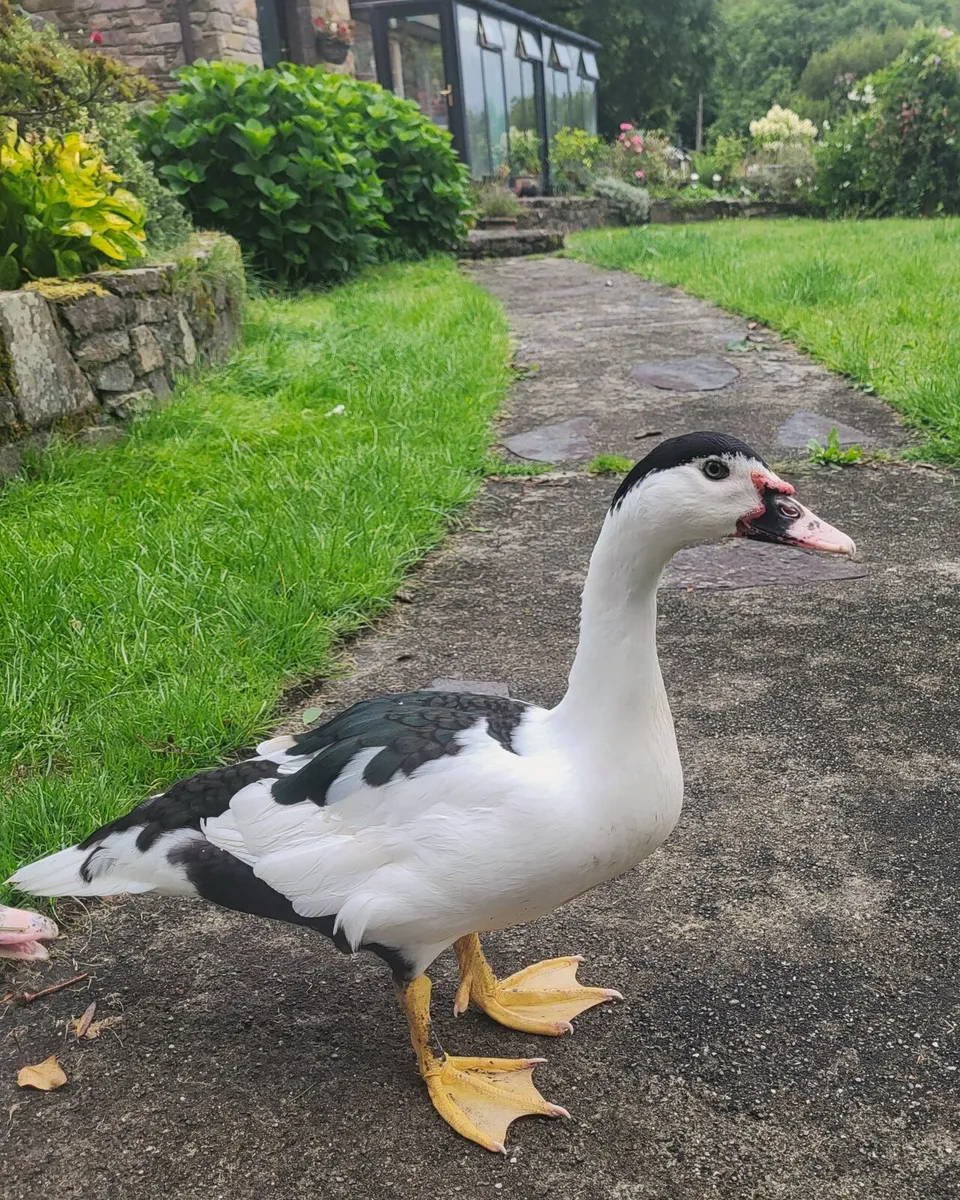 Pair of Muscovy ducks - Image 2