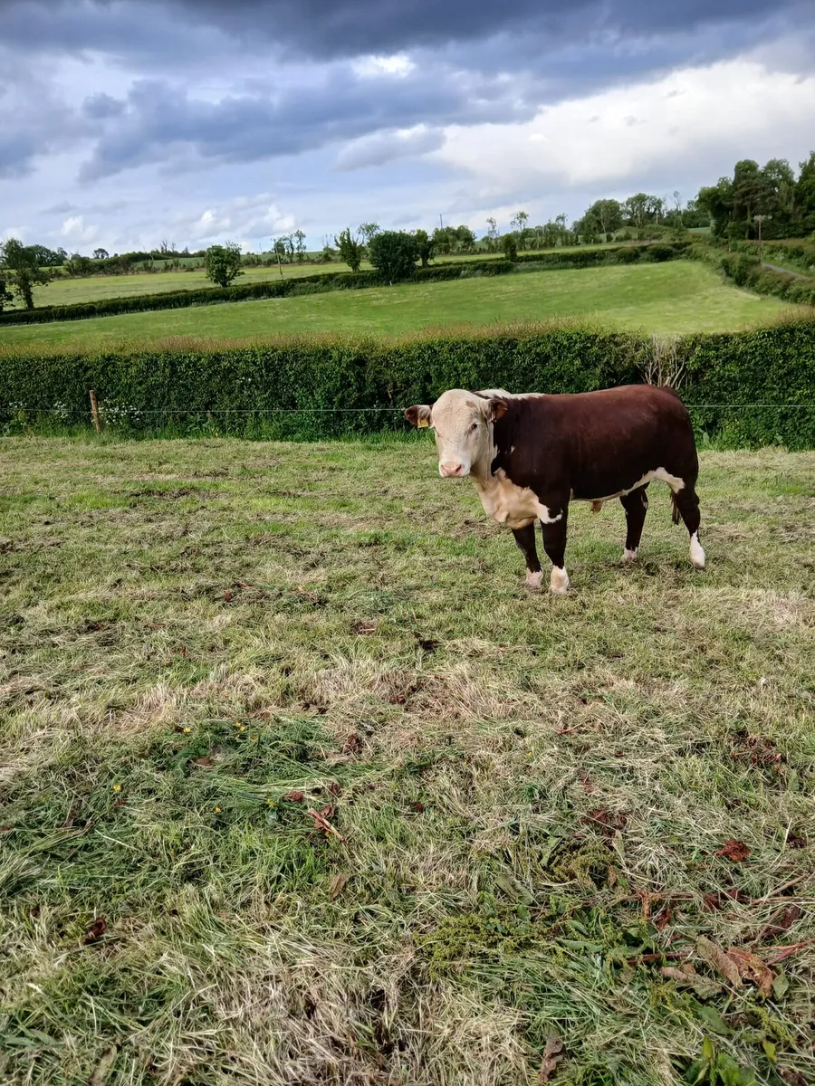 Hereford Bull