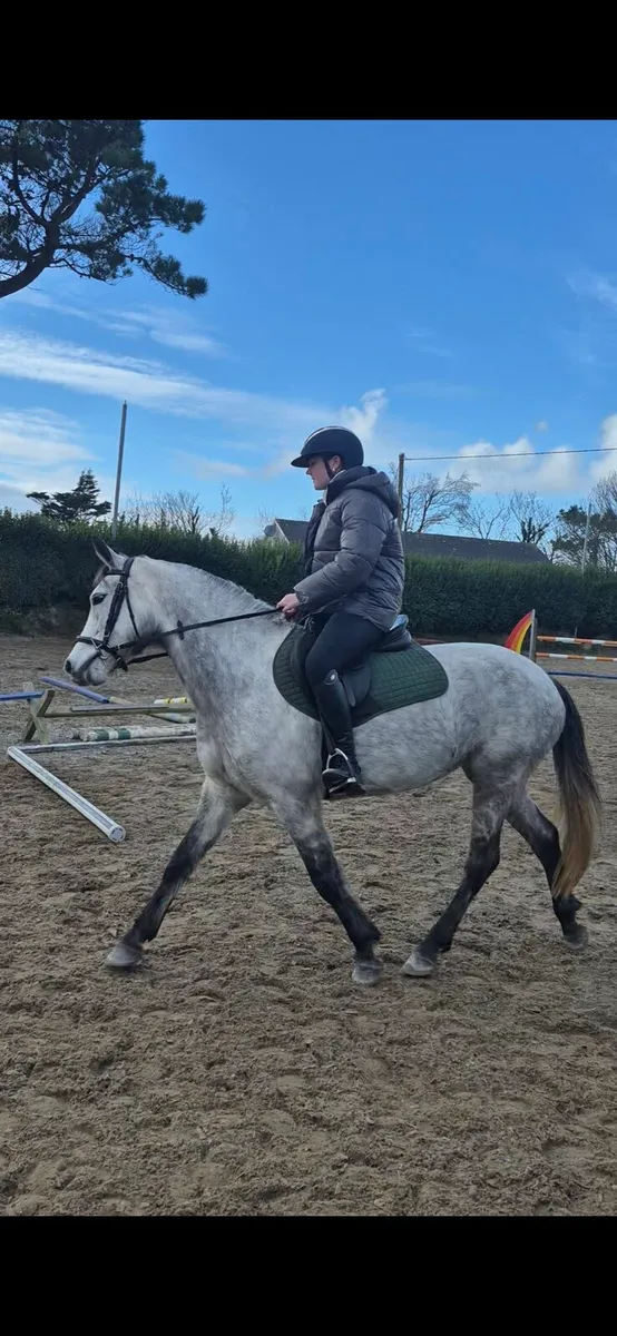 Connemara mare - Image 1
