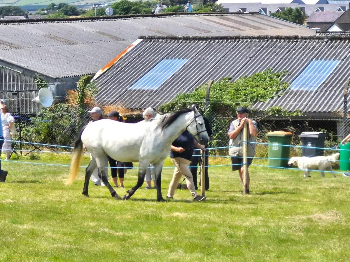 Connemara mare - Image 3