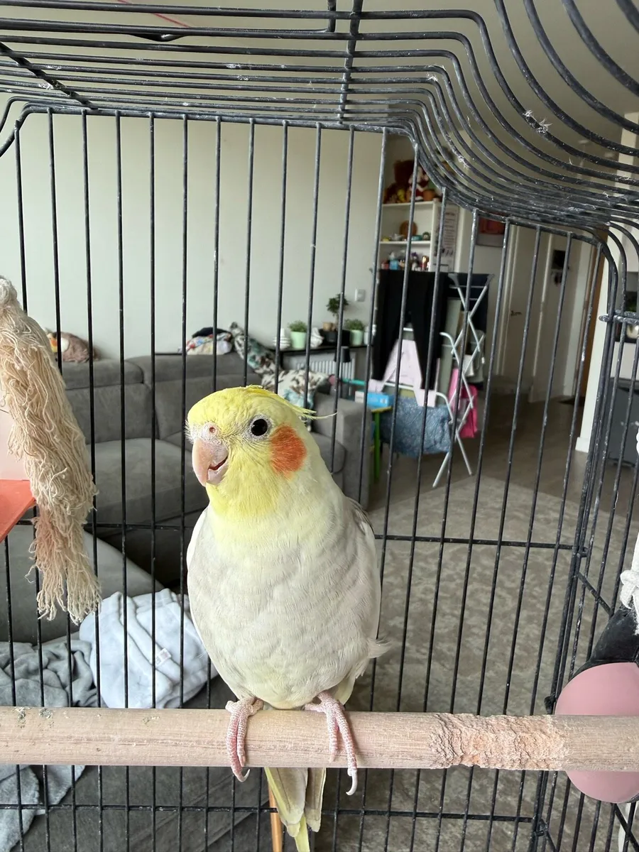 Bird cockateil - Image 1