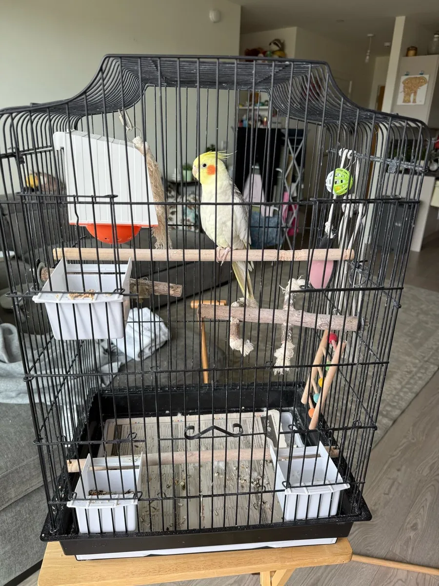 Bird cockateil - Image 3