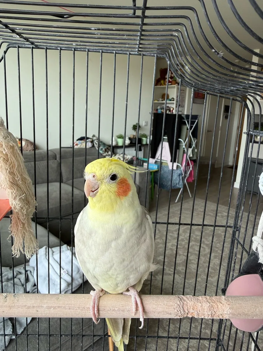 Bird cockateil - Image 4
