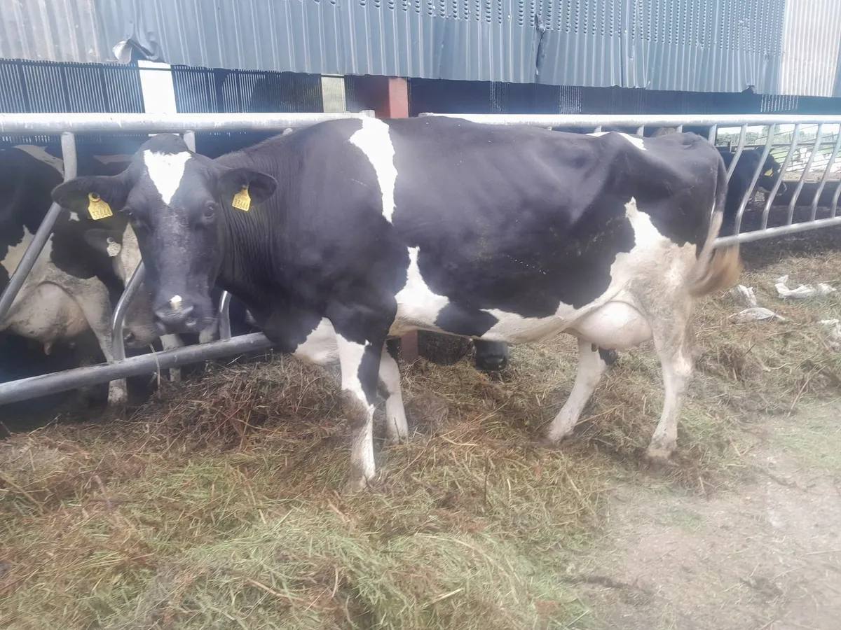 Freisan cow