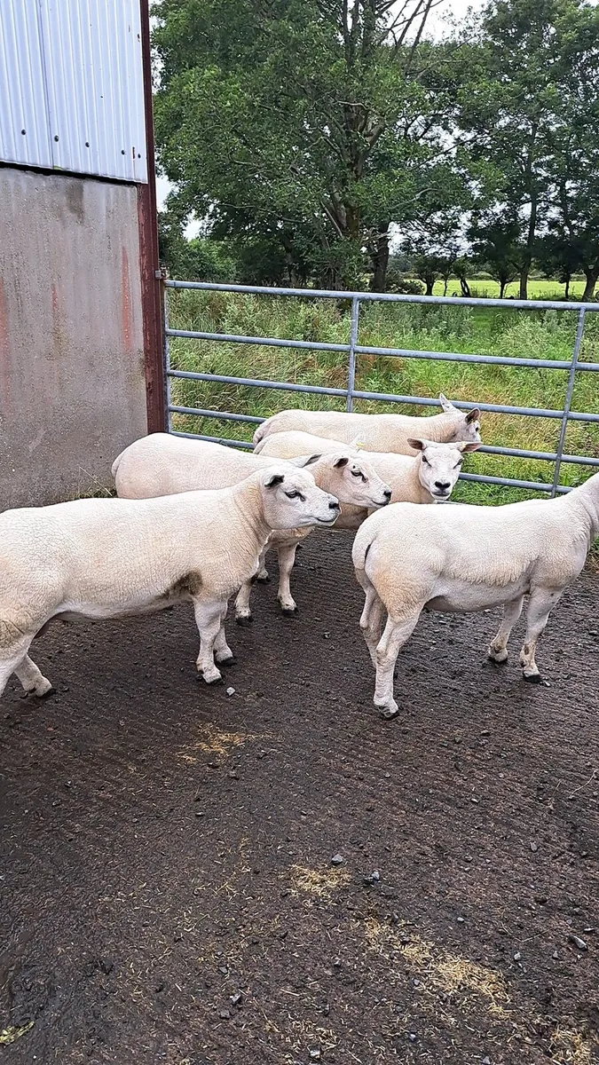 Pbnr texel ewes - Image 2