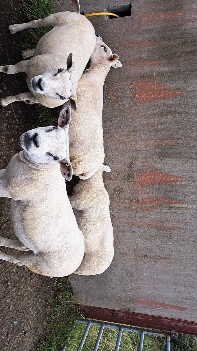 Pbnr texel ewes - Image 3