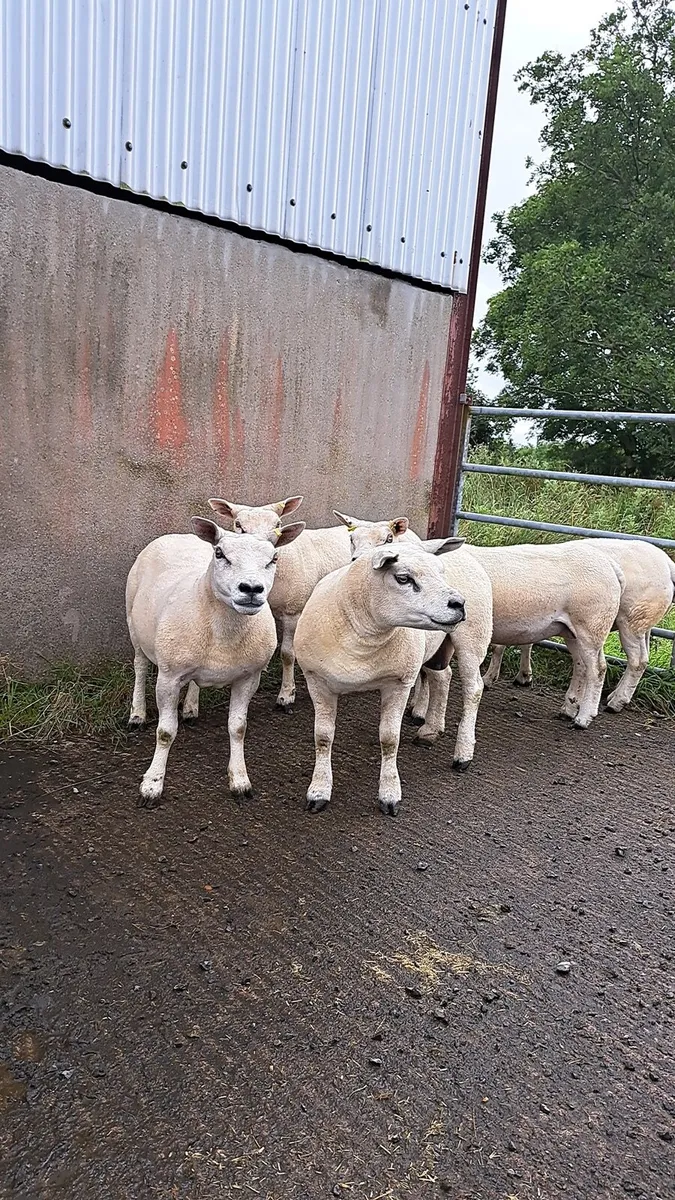 Pbnr texel ewes - Image 1