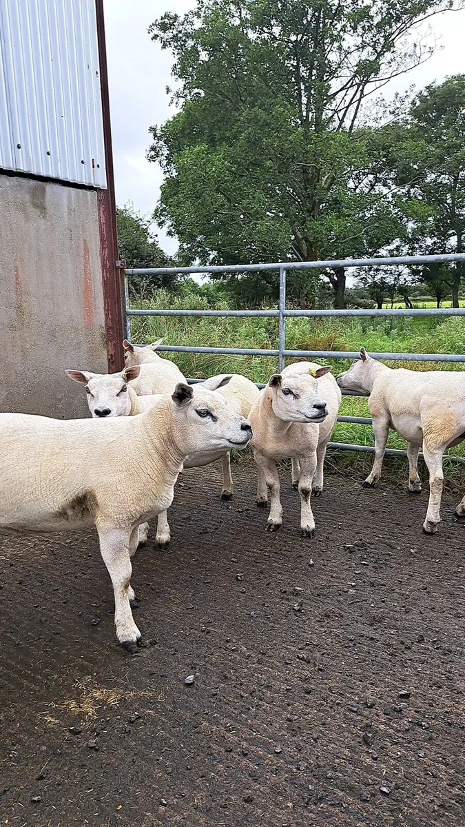 Pbnr texel ewes - Image 4