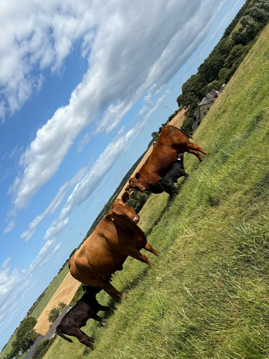 Pedigree RED Angus Cow and calf - Image 1