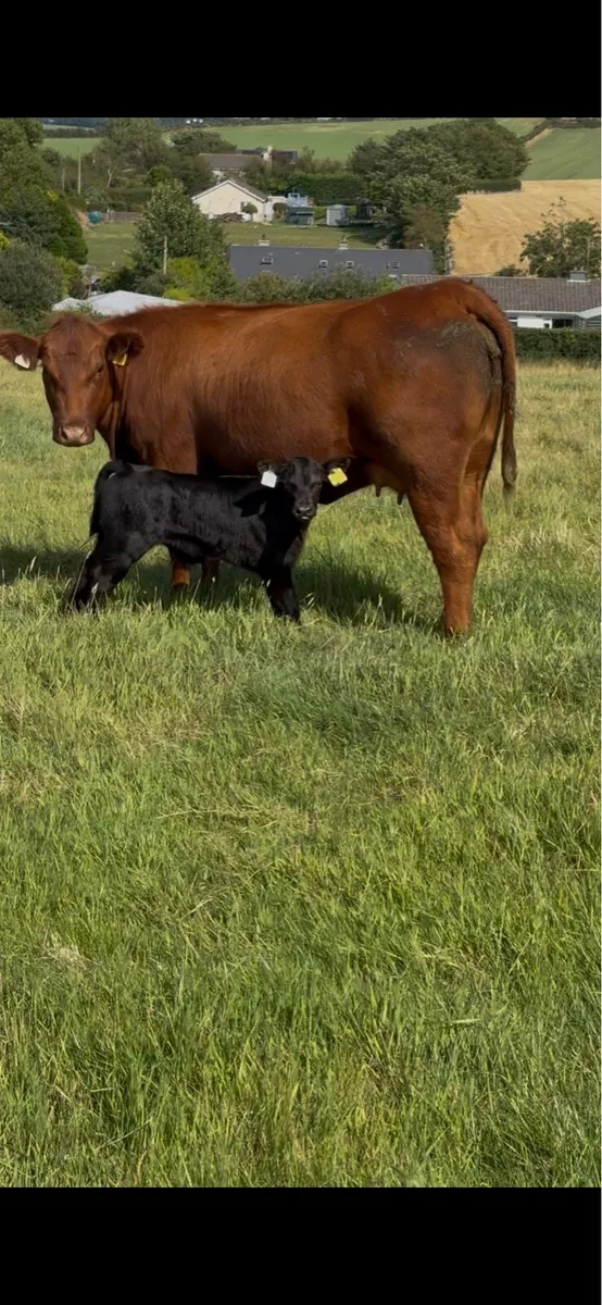 Pedigree RED Angus Cow and calf - Image 2