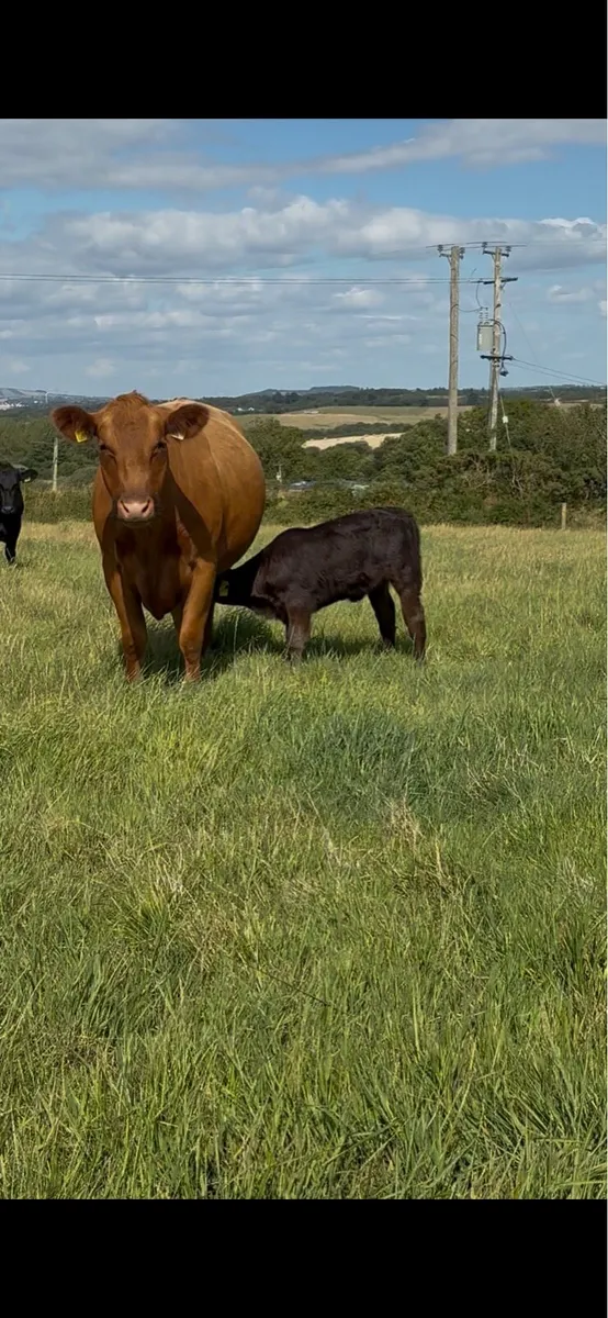 Pedigree RED Angus Cow and calf - Image 3