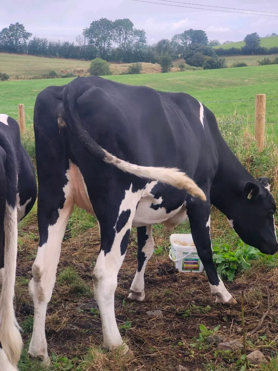 Incalf Heifers - Image 1
