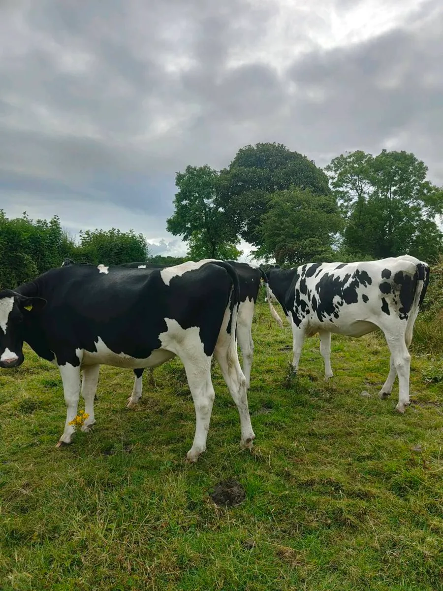 Incalf Heifers - Image 3