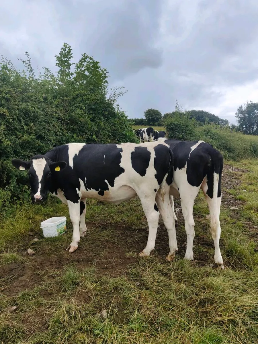 Incalf Heifers - Image 2