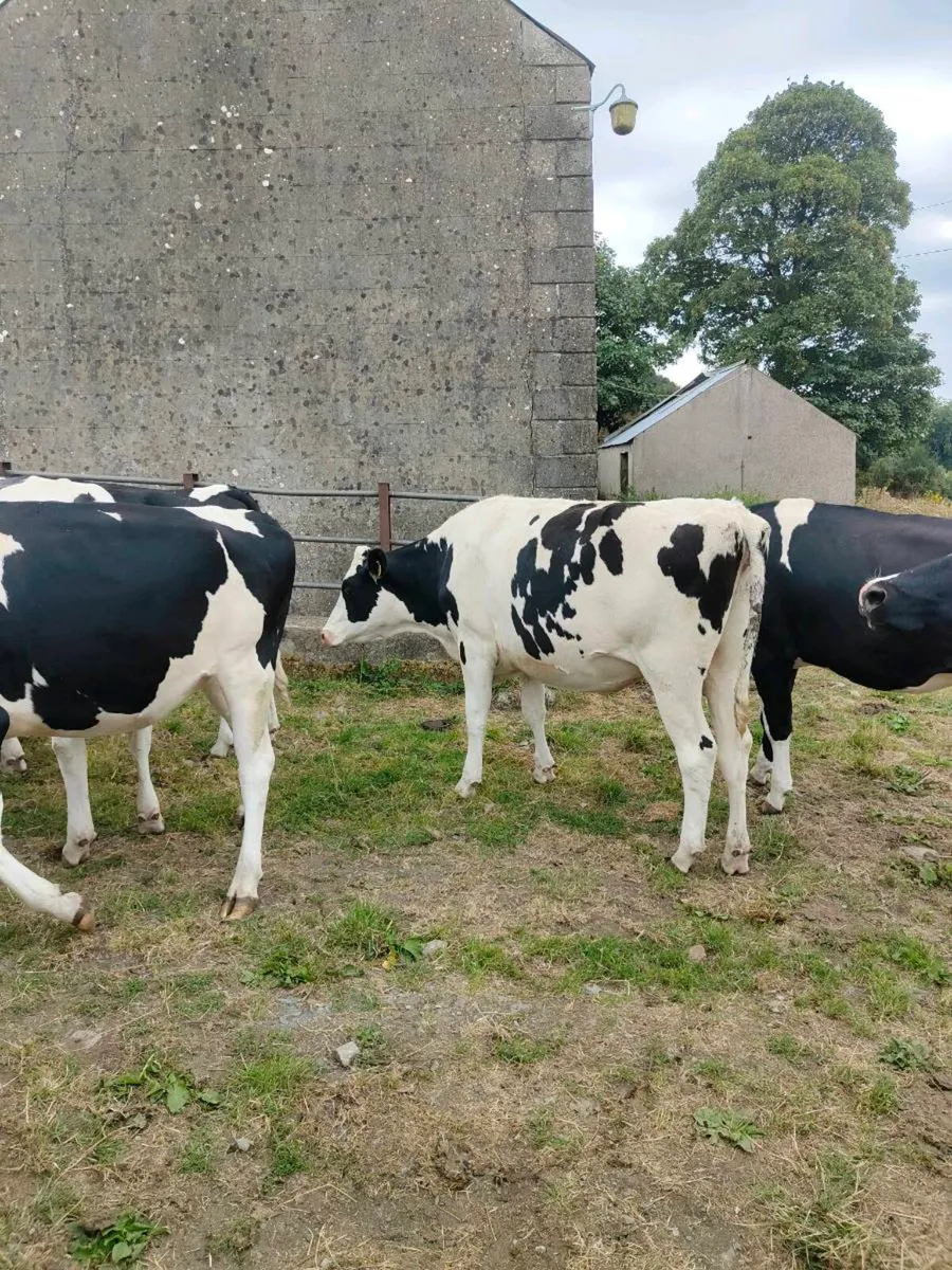 Incalf Heifers - Image 4