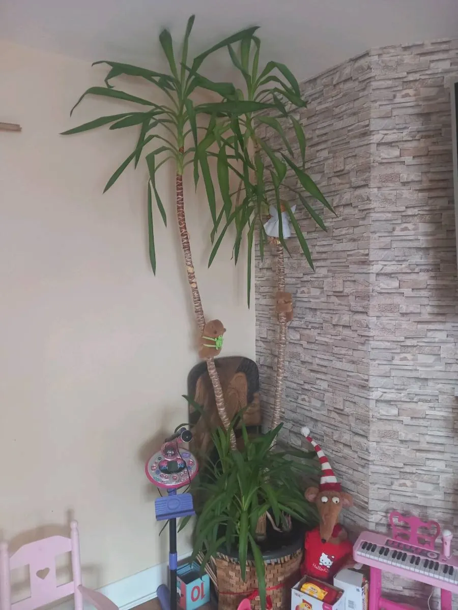 Huge real yuka - Image 1