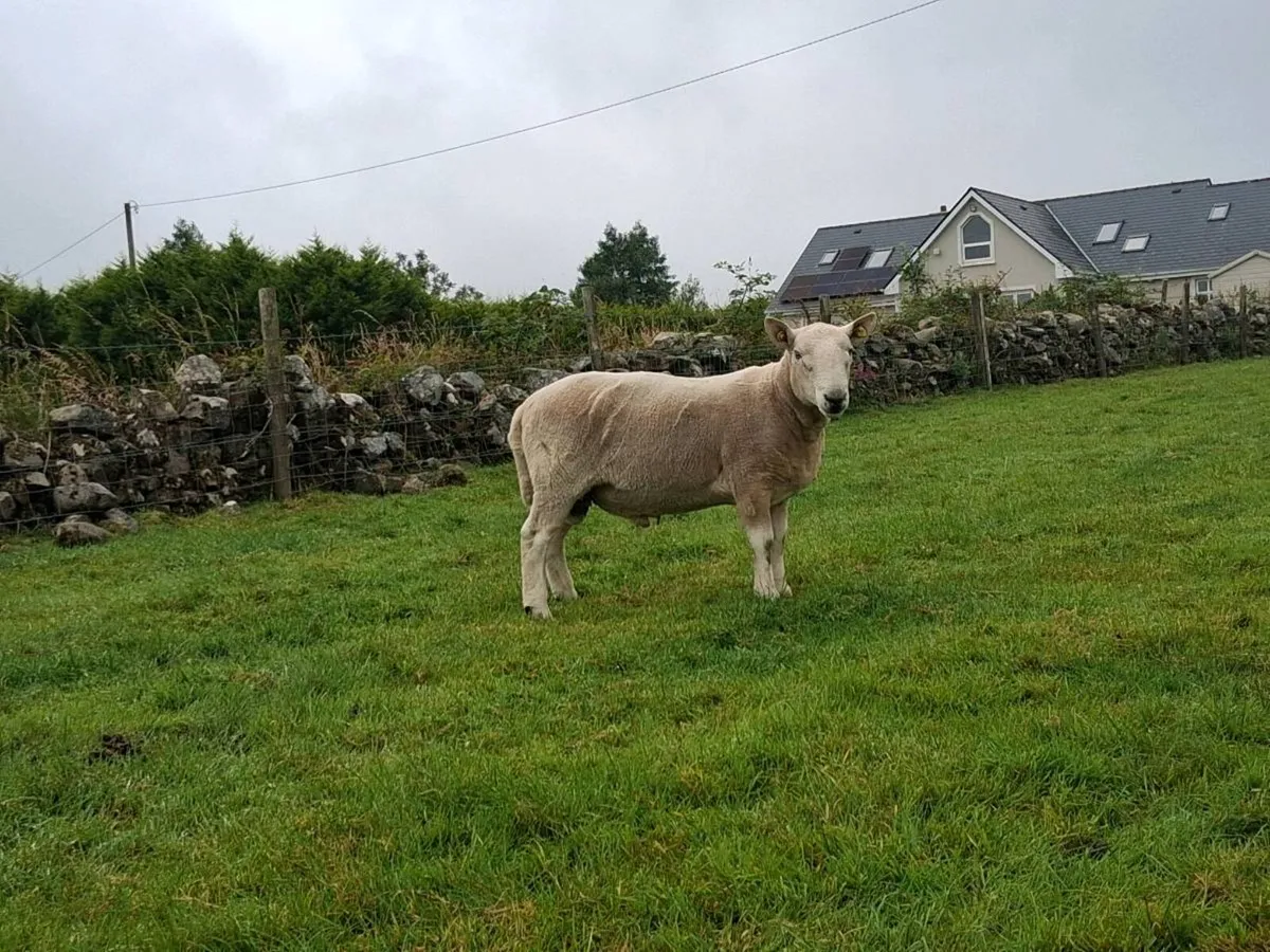 North country cheviot ram sis - Image 2