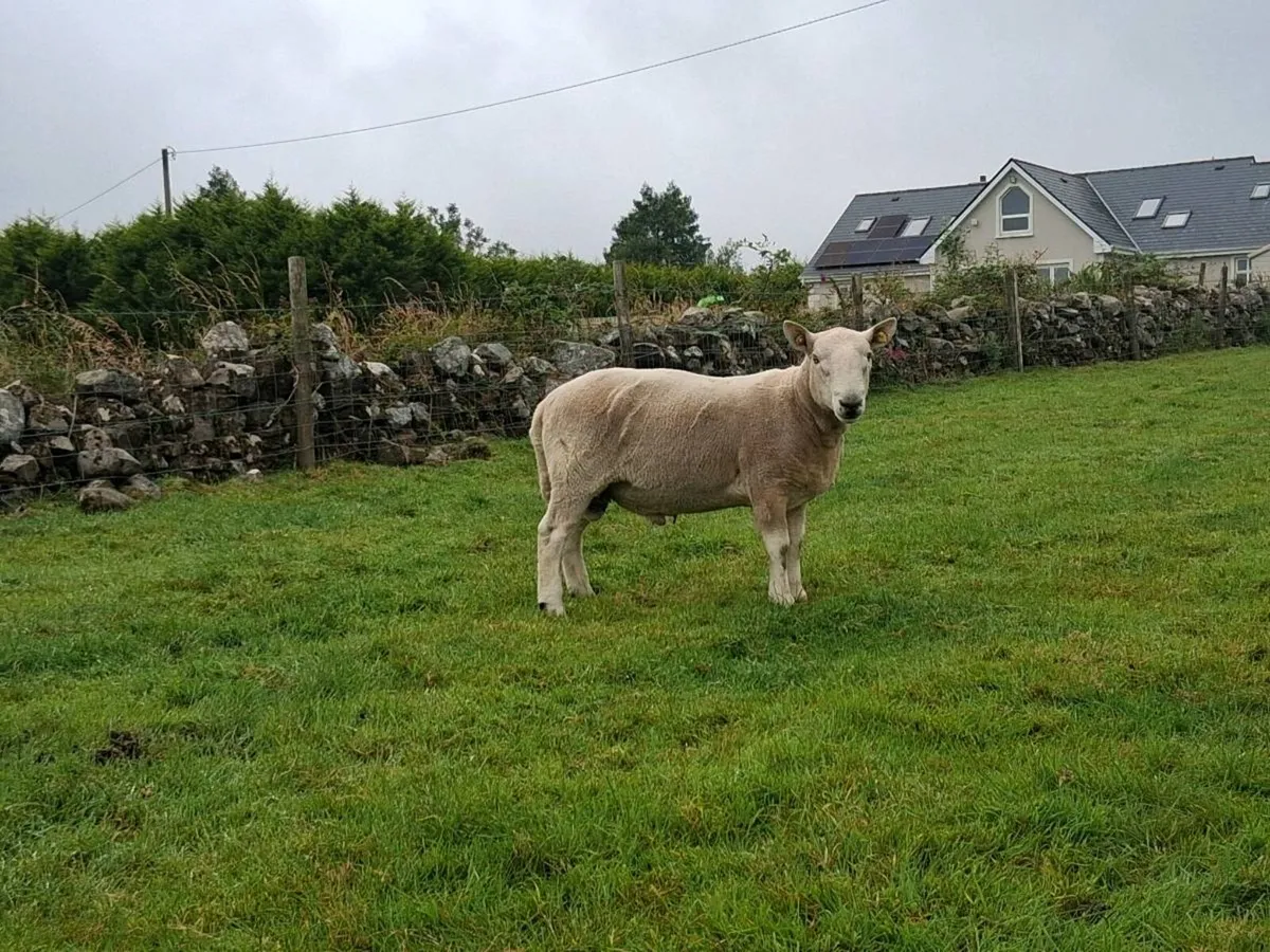 North country cheviot ram sis - Image 3