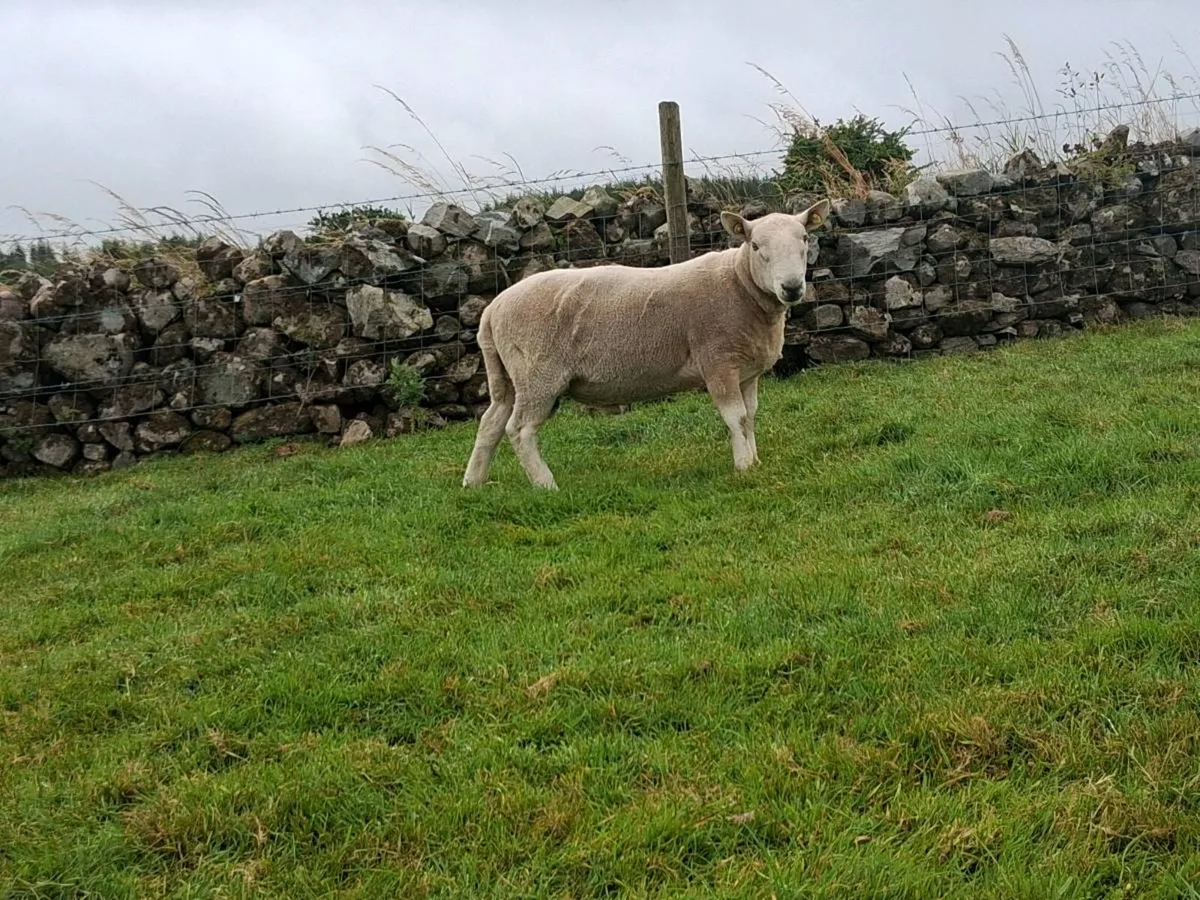 North country cheviot ram sis - Image 4