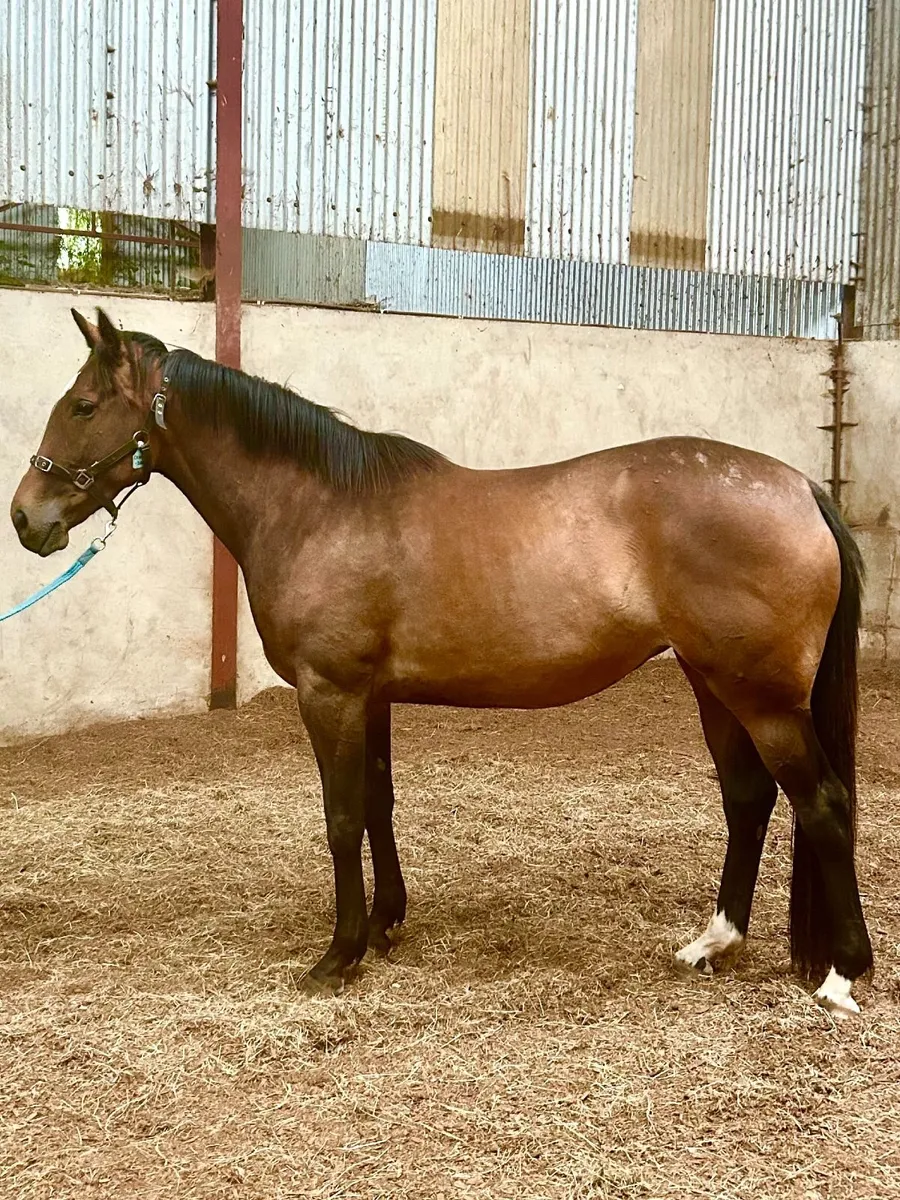 Impressive 3 year old TIH Filly