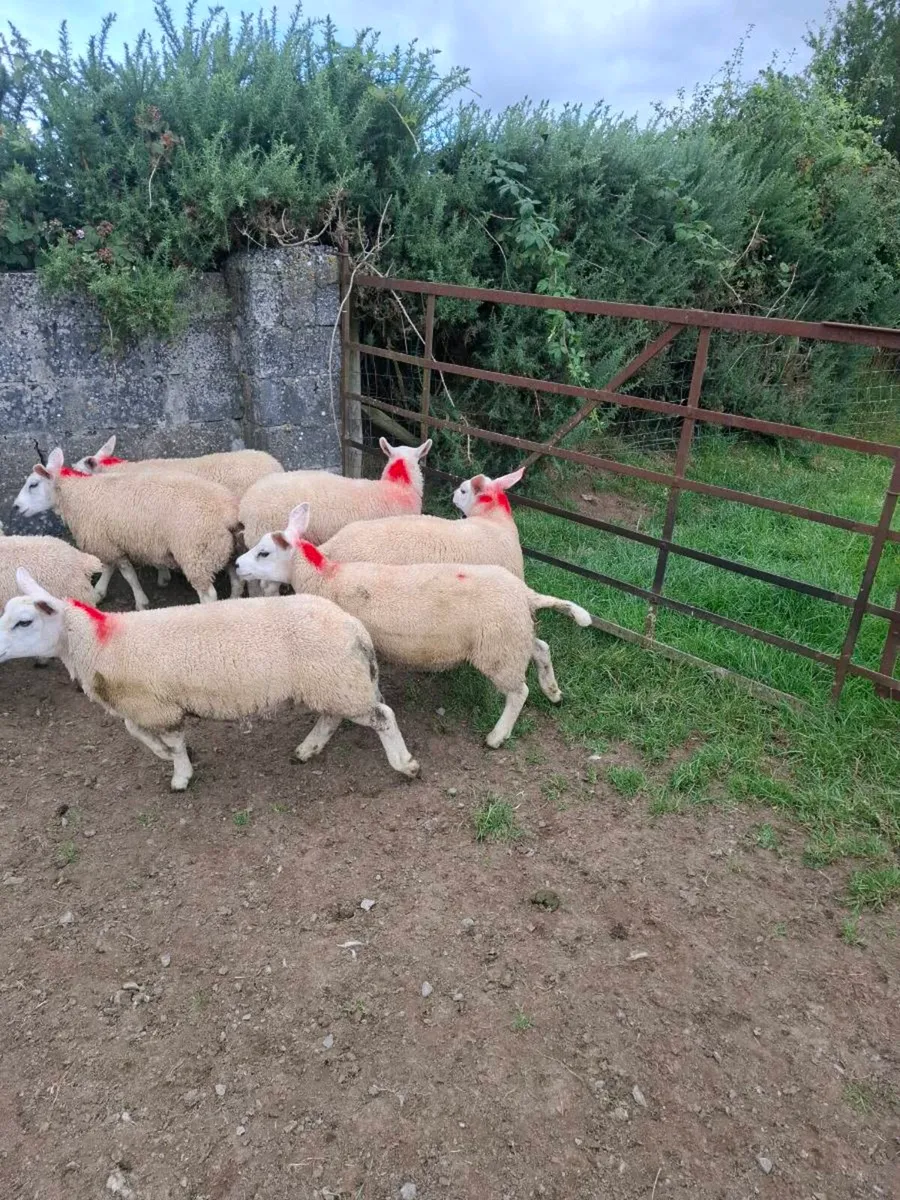 Ewe  lambs - Image 2
