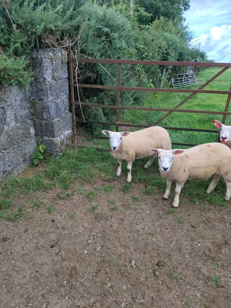 Ewe  lambs - Image 1