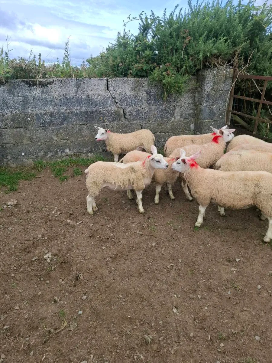 Ewe  lambs - Image 3