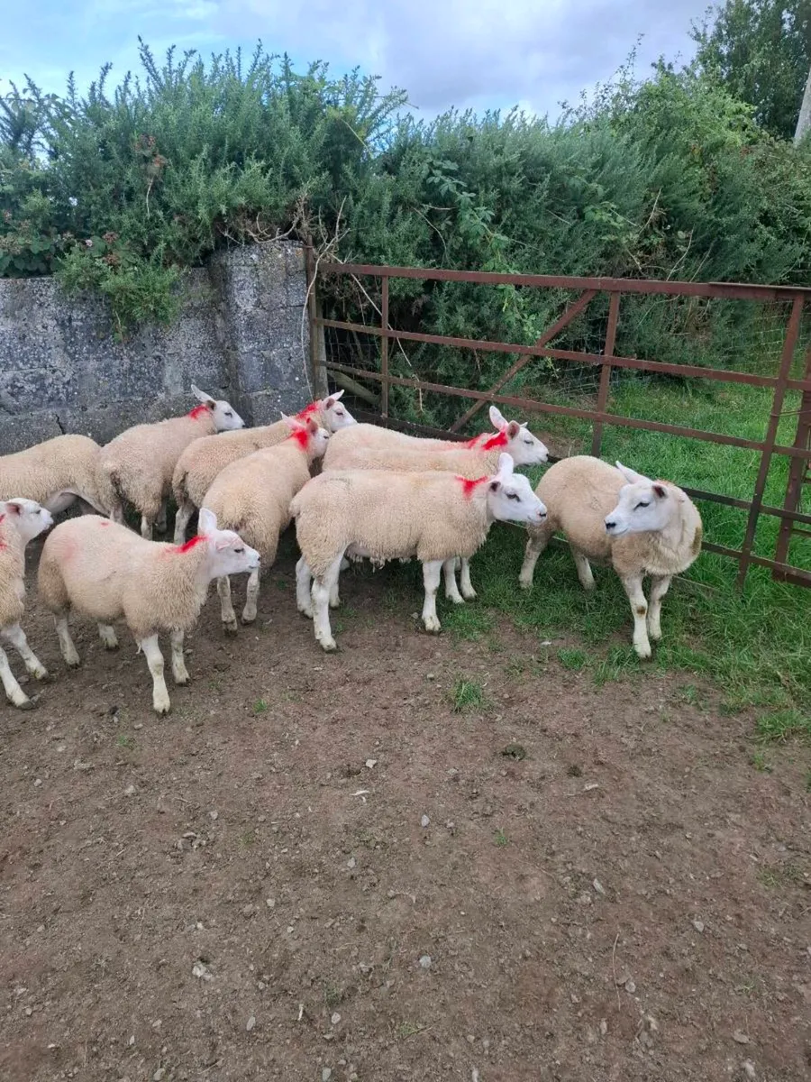 Ewe  lambs - Image 4