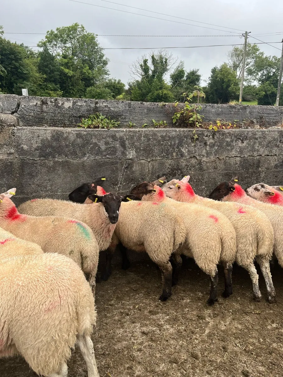 Ewe lambs - Image 1