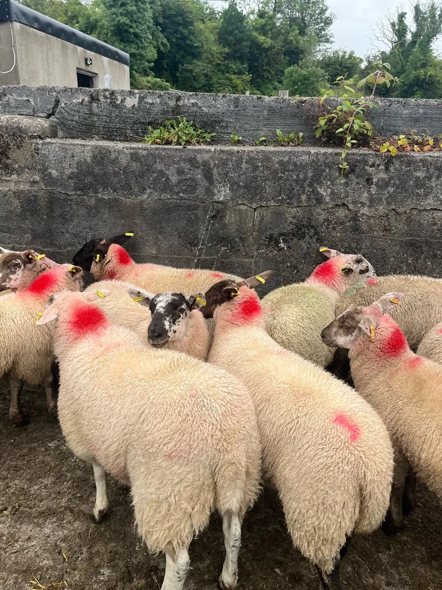 Ewe lambs - Image 2