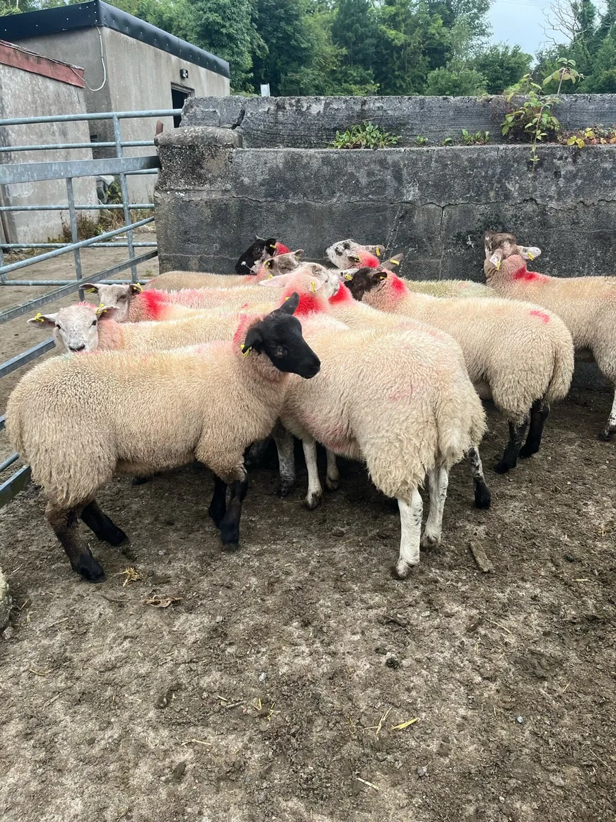 Ewe lambs - Image 3