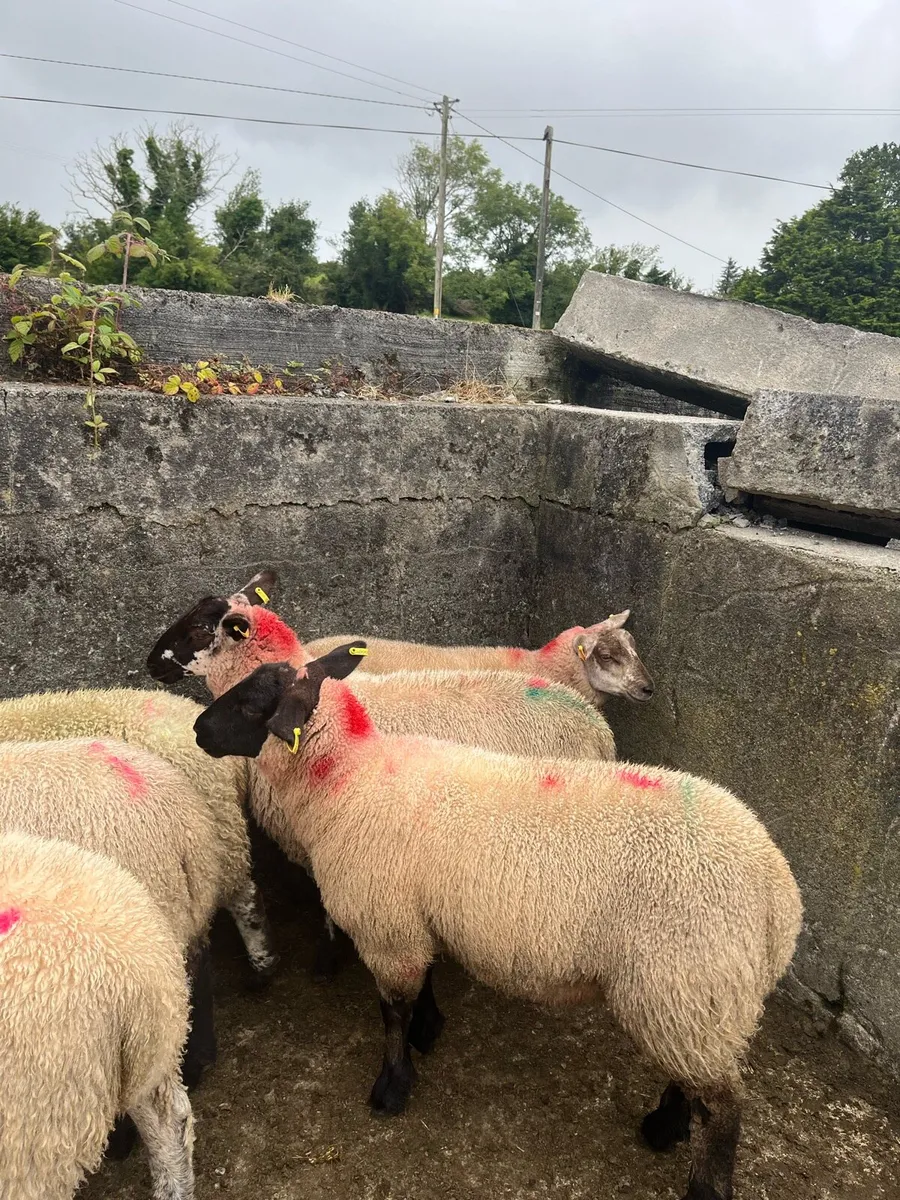 Ewe lambs - Image 4