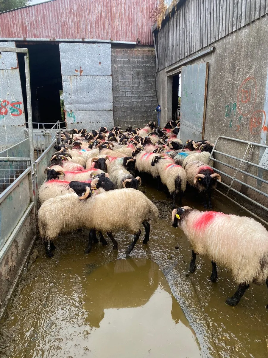 Black face ram lambs - Image 1
