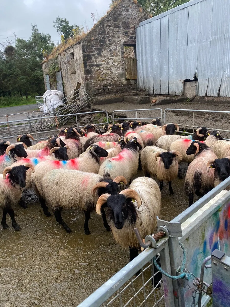 Black face ram lambs - Image 2