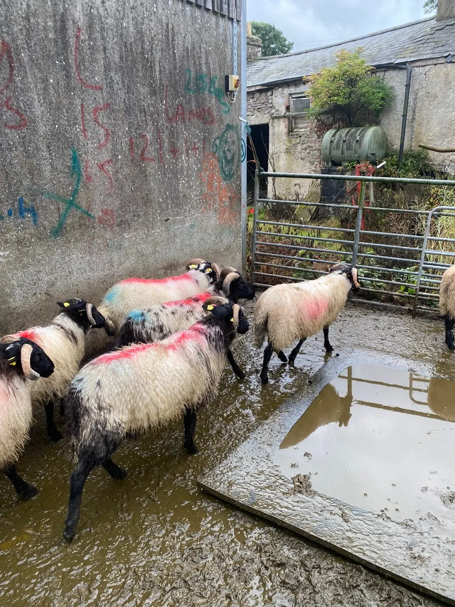 Black face ram lambs - Image 3
