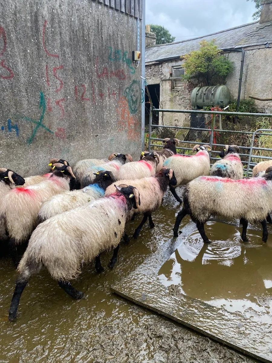 Black face ram lambs - Image 4