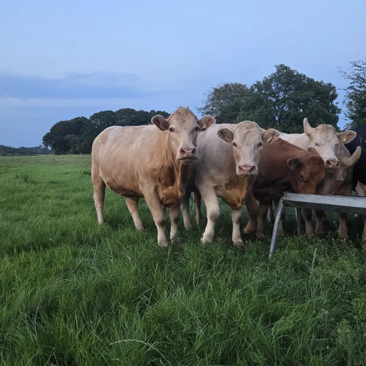 Incalf Heifers for Sale in Kenmare Mart - Image 2
