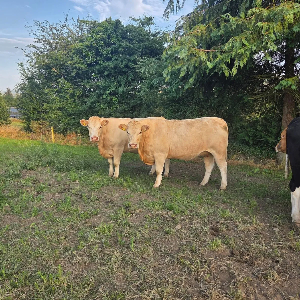 Incalf Heifers for Sale in Kenmare Mart - Image 1