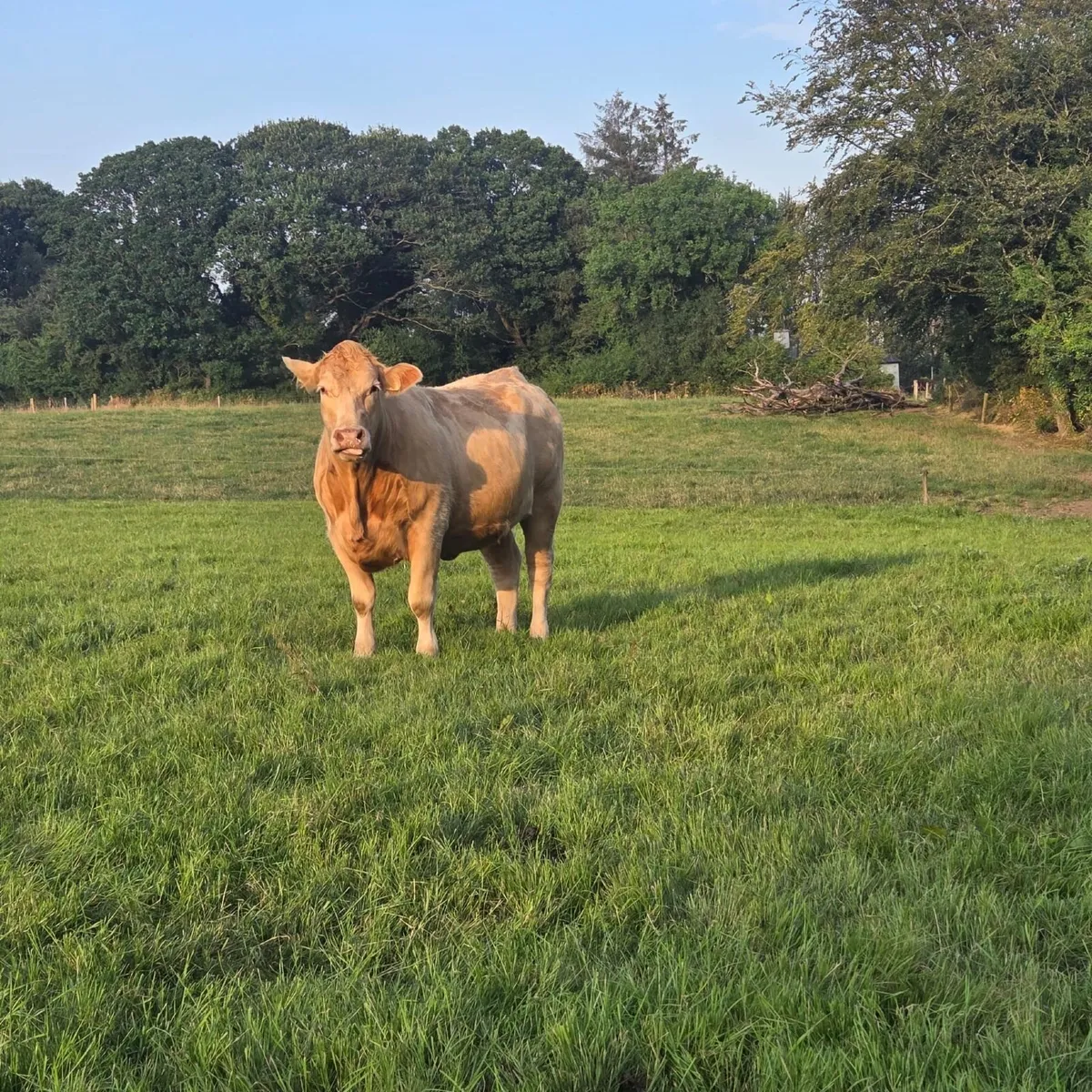 Incalf Heifers for Sale in Kenmare Mart - Image 4