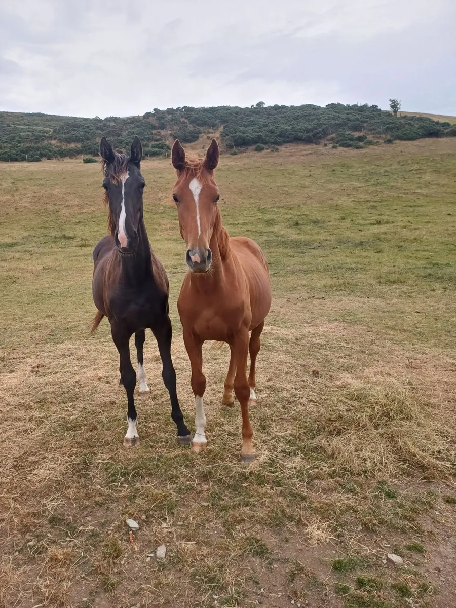 Irish Sports Horse - Yearling Gelding + Filly - Image 2