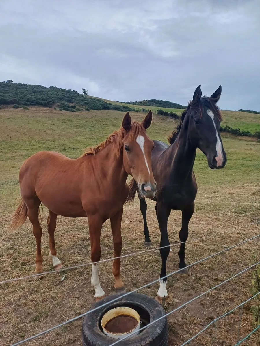 Irish Sports Horse - Yearling Gelding + Filly - Image 1