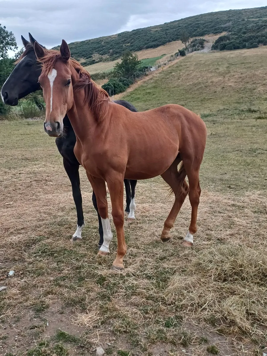 Irish Sports Horse - Yearling Gelding + Filly - Image 3