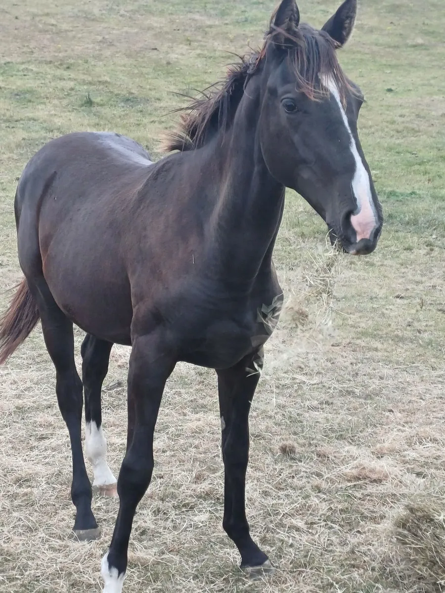 Irish Sports Horse - Yearling Gelding + Filly - Image 4