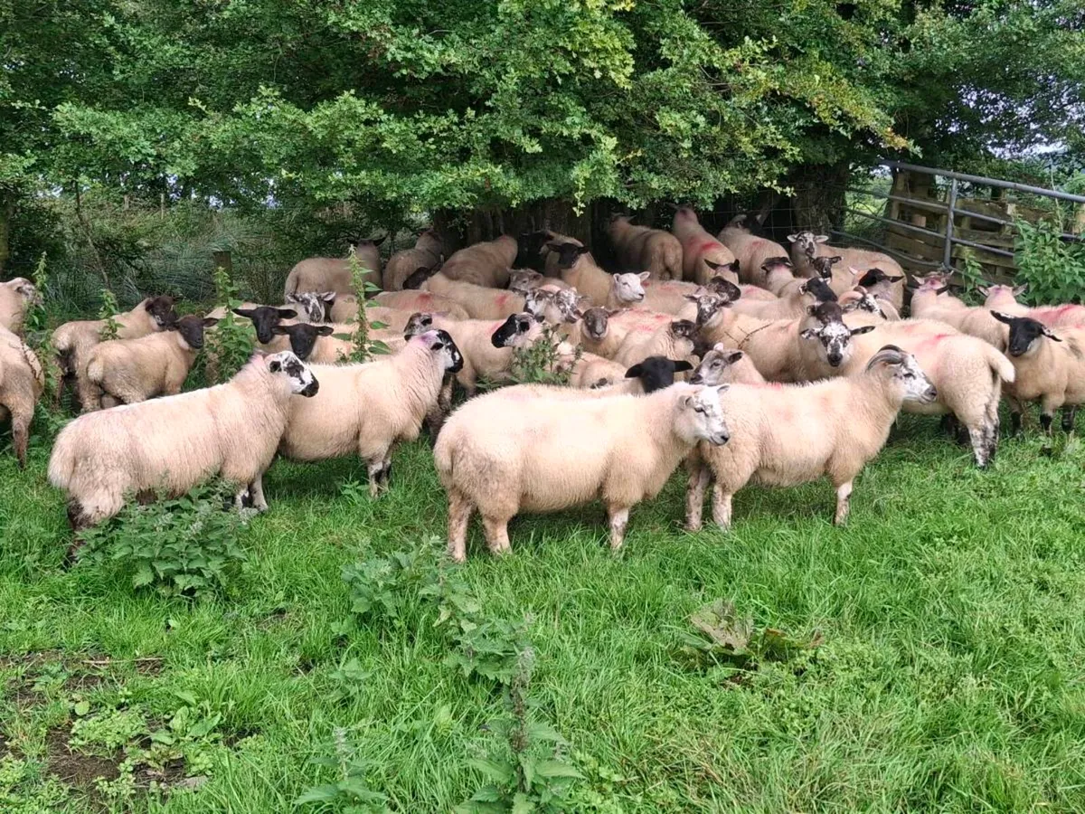 Lambs - Image 1